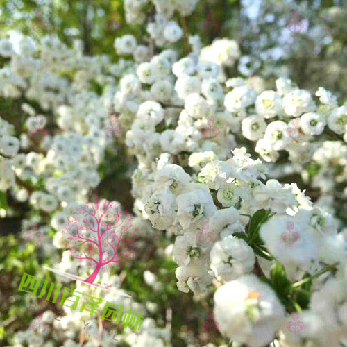 噴雪花