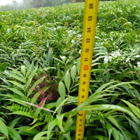 十大功劳苗价格 狭叶十大功劳基地