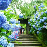 八仙花苗價格 繡球花基地