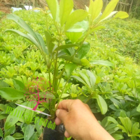 花叶鸭脚木价格 鸭脚木基地