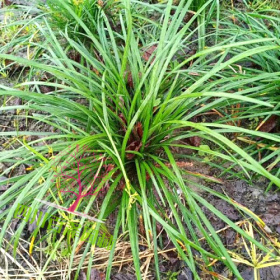 沿阶草价格 沿阶草基地