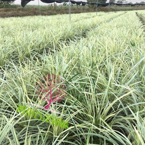 銀邊草