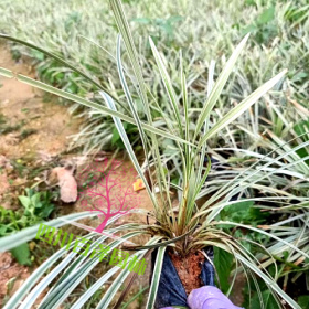 银边草价格 银边草基地