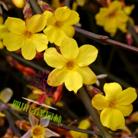 迎春花价格 云南黄馨基地