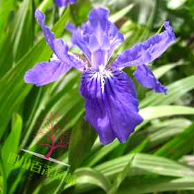 紫花鸢尾价格 黄花鸢尾基地 水生鸢尾苗