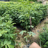 漳州黄花双荚槐苗价格 漳州黄花双荚槐苗供应基地