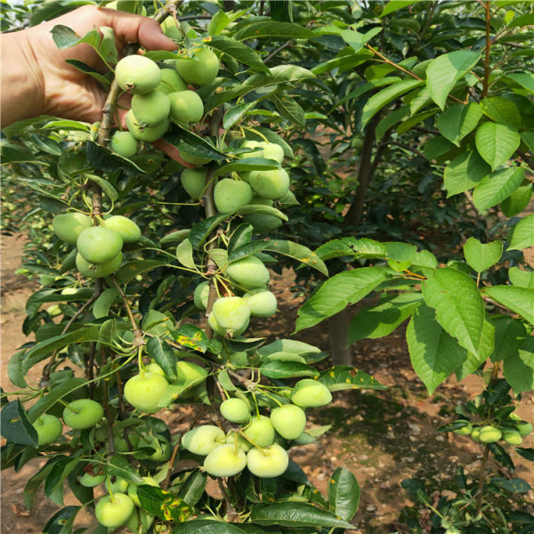 苹果树苗报价