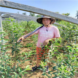 紅富士蘋果苗哪買 山東富士蘋果樹苗基地