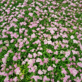 粉花繡線菊苗木直銷 西安金山繡線菊 陜西賣繡線菊價格*低