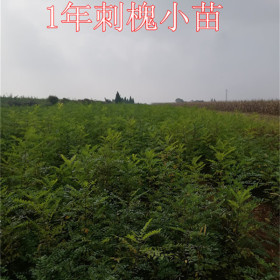 千亩刺槐苗价格=大量刺槐苗产地=1年2年生刺槐苗