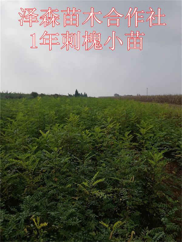 1米刺槐小苗