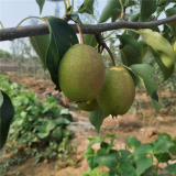 圓黃梨樹苗價(jià)格 哪里有圓黃梨樹苗基地 供應(yīng)梨樹苗