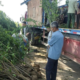 綠化工程石榴樹  石榴樹基地  石榴樹價格