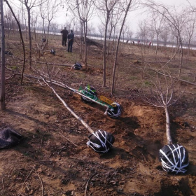 1米高桿櫻花價格  高桿櫻花批發(fā)基地