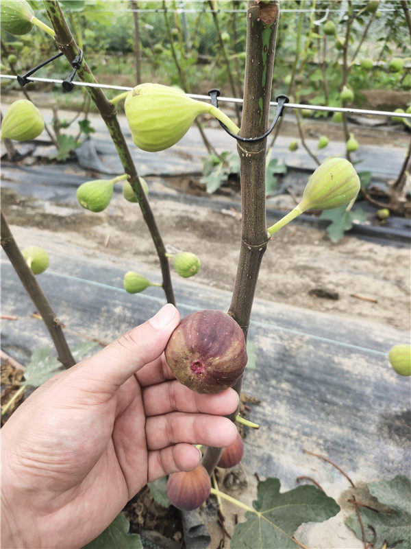 無花果樹苗