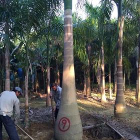 大王椰子樹全國(guó)*大種植基地福建大王椰子狐尾椰子產(chǎn)地批發(fā)價(jià)格