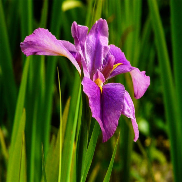 花葉玉蟬花苗圃直銷多年生水生草本植物花菖蒲苗