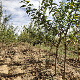 綠化用石榴樹苗多少錢 3公分蒙陰紅石榴苗基地 山東石榴苗批發(fā)