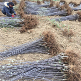 瑞陽蘋果樹苗、瑞陽蘋果樹樹苗新品種、瑞陽蘋果樹樹苗價格多少