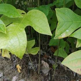 1公分馬褂木小苗 當(dāng)年生馬褂木小苗 馬褂木小苗