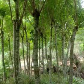 蓝花楹哪里批发价格便宜 漳州蓝花楹大型基地大量现货直销批发