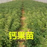 山西鈣果苗價(jià)格 鈣果苗多少錢一棵