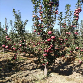 矮化瑞雪苹果苗2020年报价 矮化瑞香红苹果苗便宜厂家