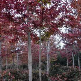 鄭州供13公分美國(guó)紅楓秋火焰