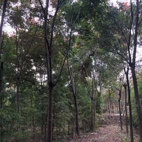 哪有黄山栾树卖 浙江黄山栾树基地批发价格