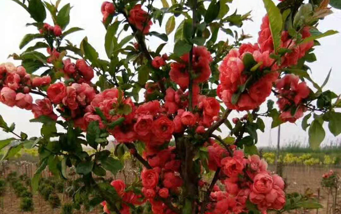 富贵王子花树海棠花图片