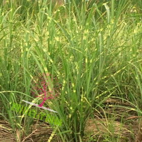 斑叶芒苗价格高 斑叶芒基地