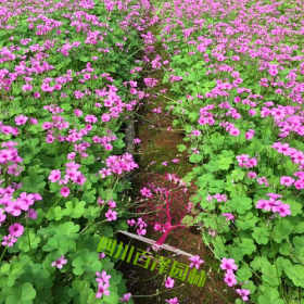 红花酢浆草价格 红花酢浆草基地