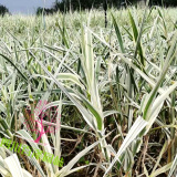 花葉蘆竹苗價(jià)格 花葉蘆竹基地