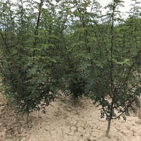 大红袍花椒小苗 狮子头花椒苗 花椒树多少钱 花椒苗产地