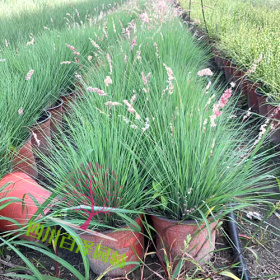 糖蜜草价格 糖蜜草基地