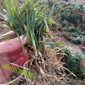 玉龙草价格 日本矮麦冬草基地