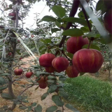 紅香酥梨樹苗價格信息 山東紅香酥梨樹苗一棵多少錢