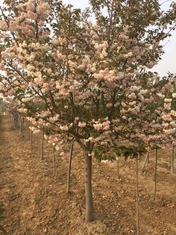 10公分櫻花樹(shù)苗