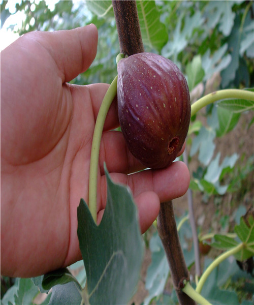 3公分無花果樹苗