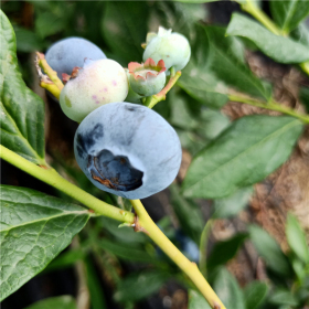 蓝莓苗的除草技术管理，蓝莓苗销售