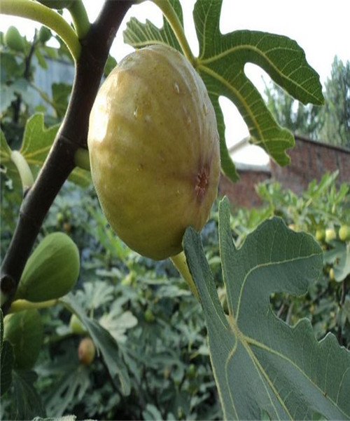 金傲芬無花果樹苗