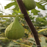 批售2公分無花果苗 巴勞奈無花果苗質(zhì)量可靠 田駿園藝