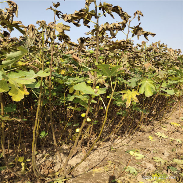 無(wú)花果樹(shù)苗