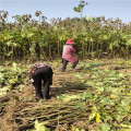 直销二年无花果苗 支持三年带果无花果苗 山东无花果价格