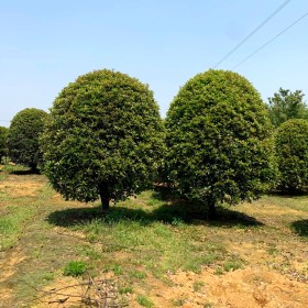 8公分原生红梅价格 原生红梅树苗基地批发