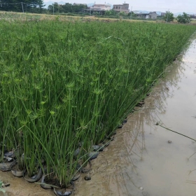 30公分纸莎草小苗杯苗直销  纸莎草杯苗批发价格