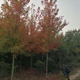 金陵紅楓樹苗 美國(guó)紅楓種植基地 鞏義金陵紅楓