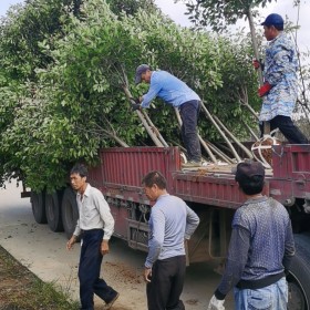 5公分红叶石楠树价格 江苏红叶石楠树基地直销