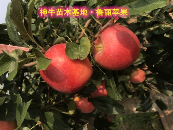 鲁丽苹果苗