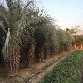 布迪椰子哪里有卖  福建布迪椰子基地供应